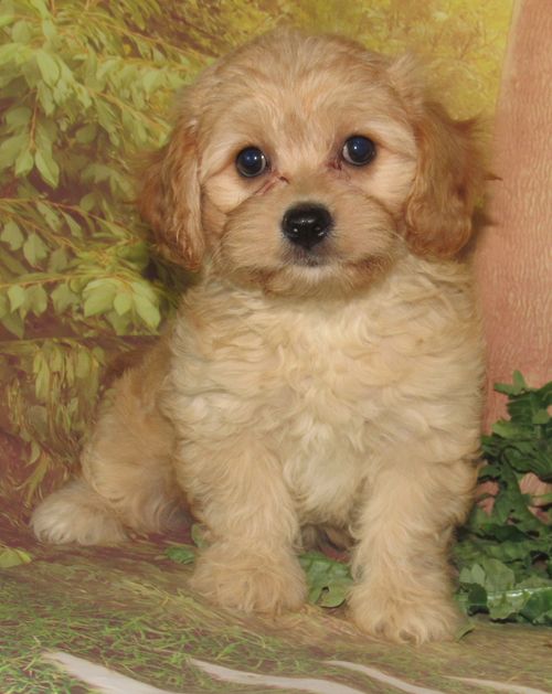 Colby