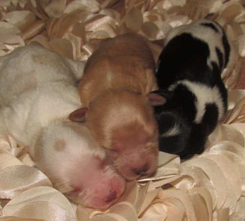 New baby girls