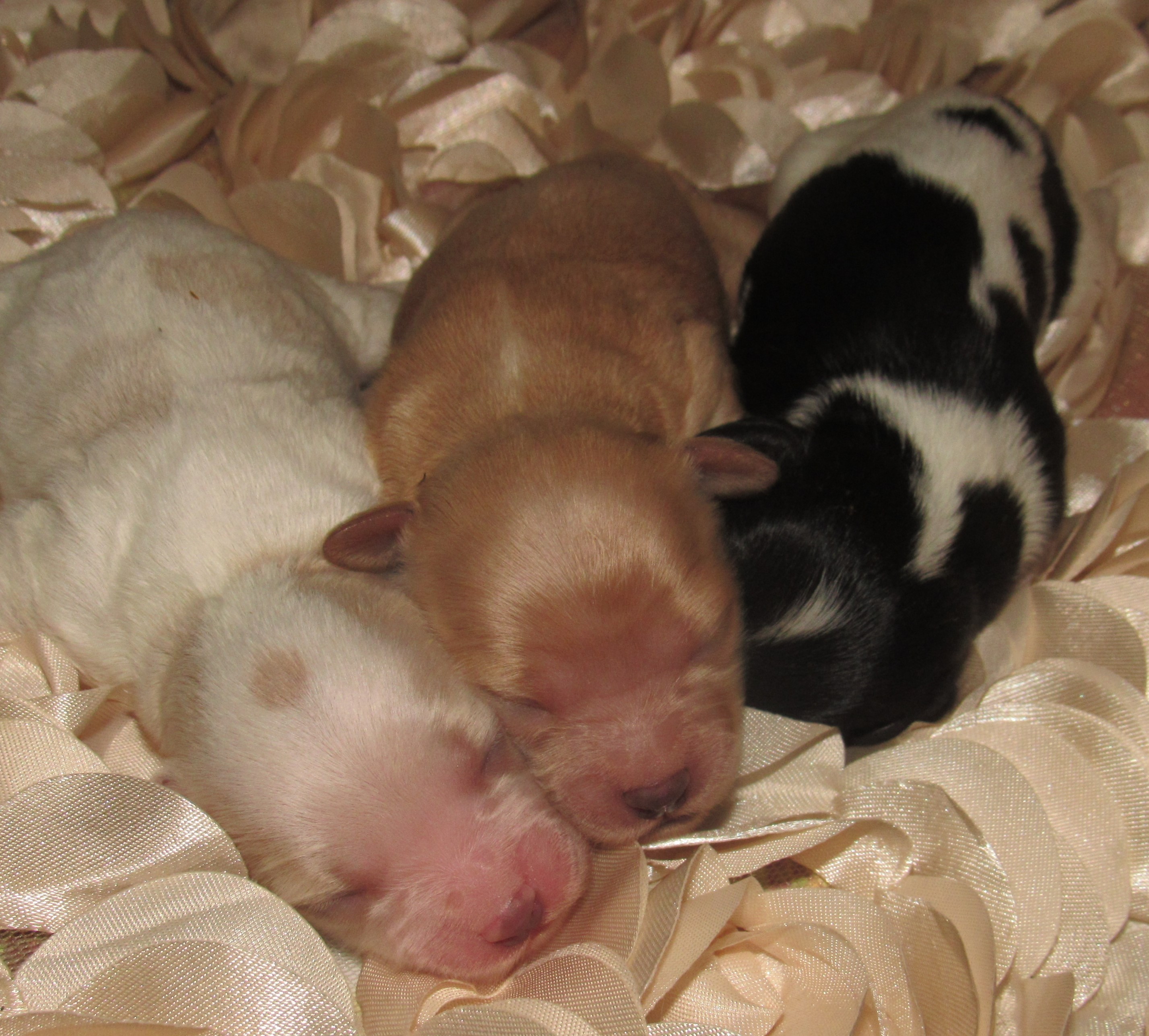 New baby girls