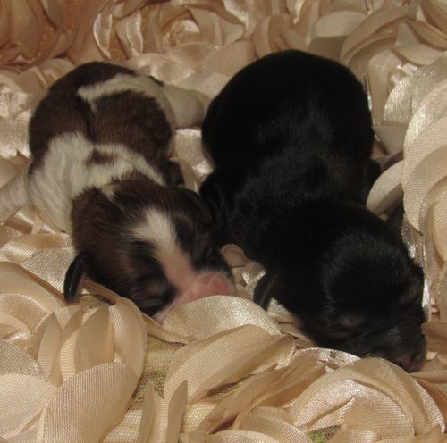 New baby boys