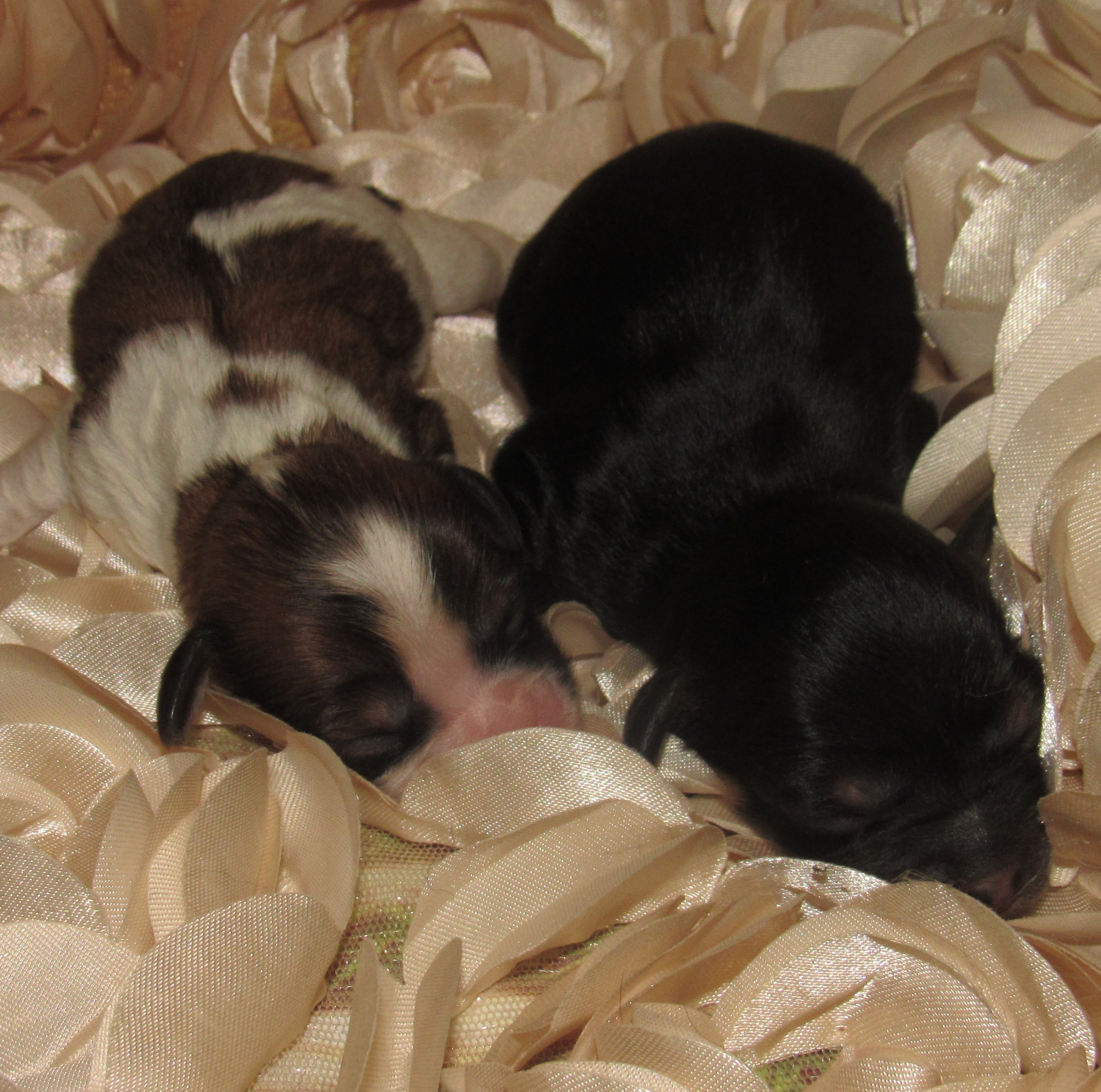 New baby boys