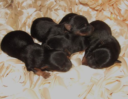 New silky pups