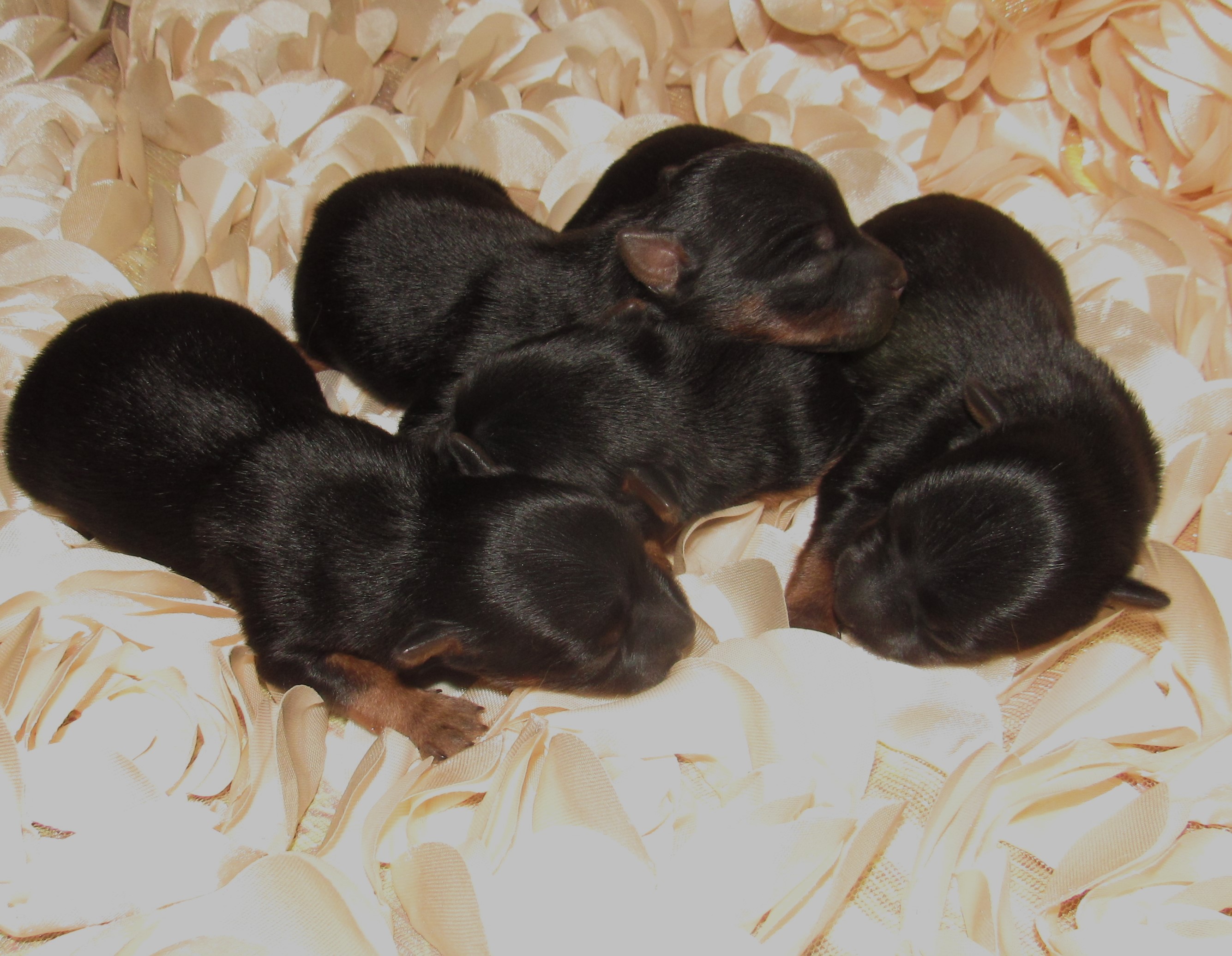 New silky pups