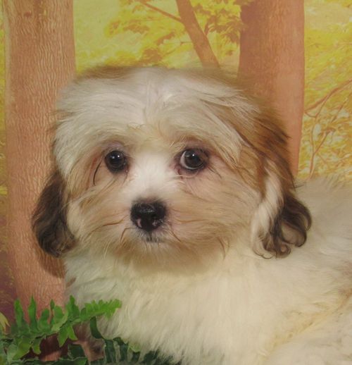 Roxy