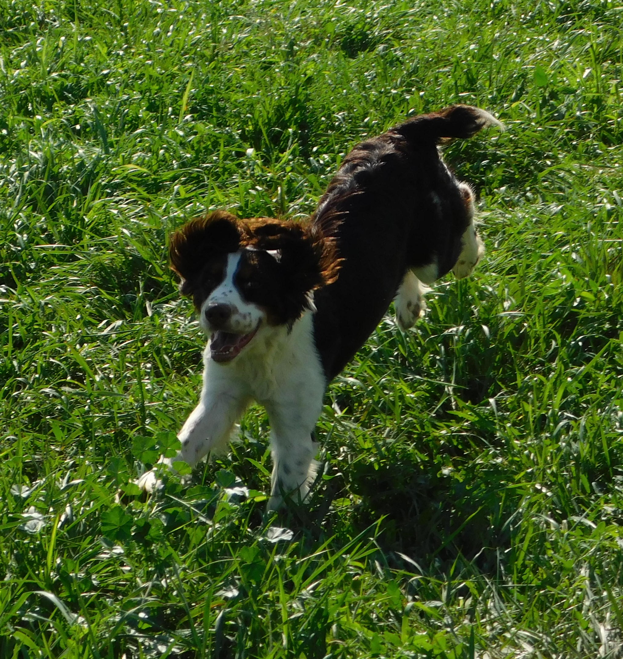 Walter