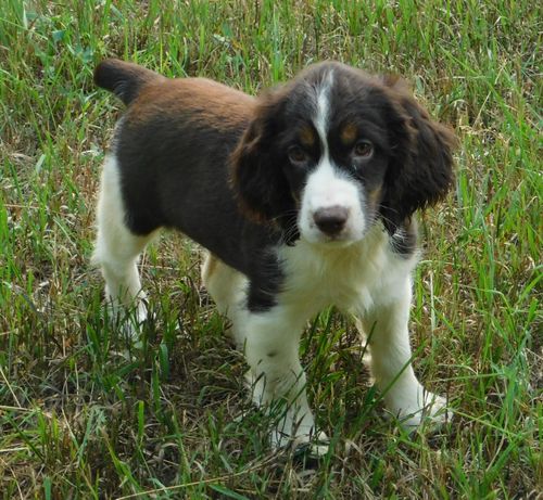 Willow