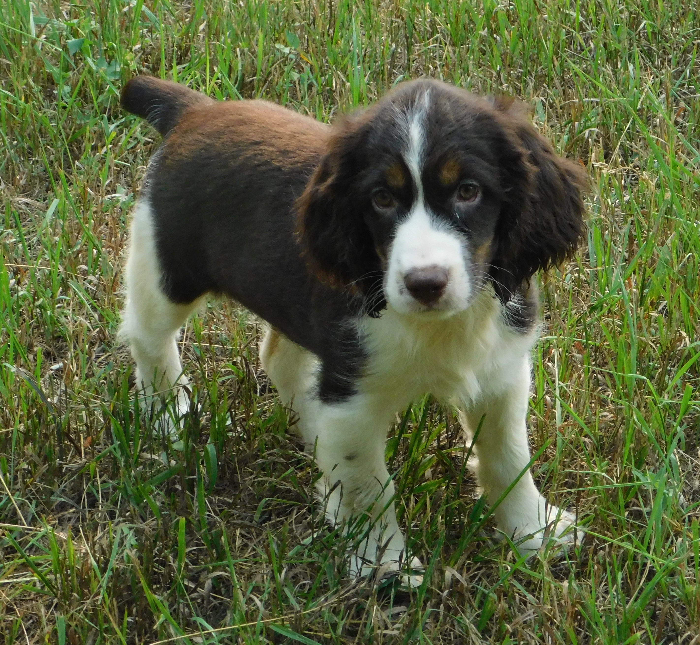 Willow