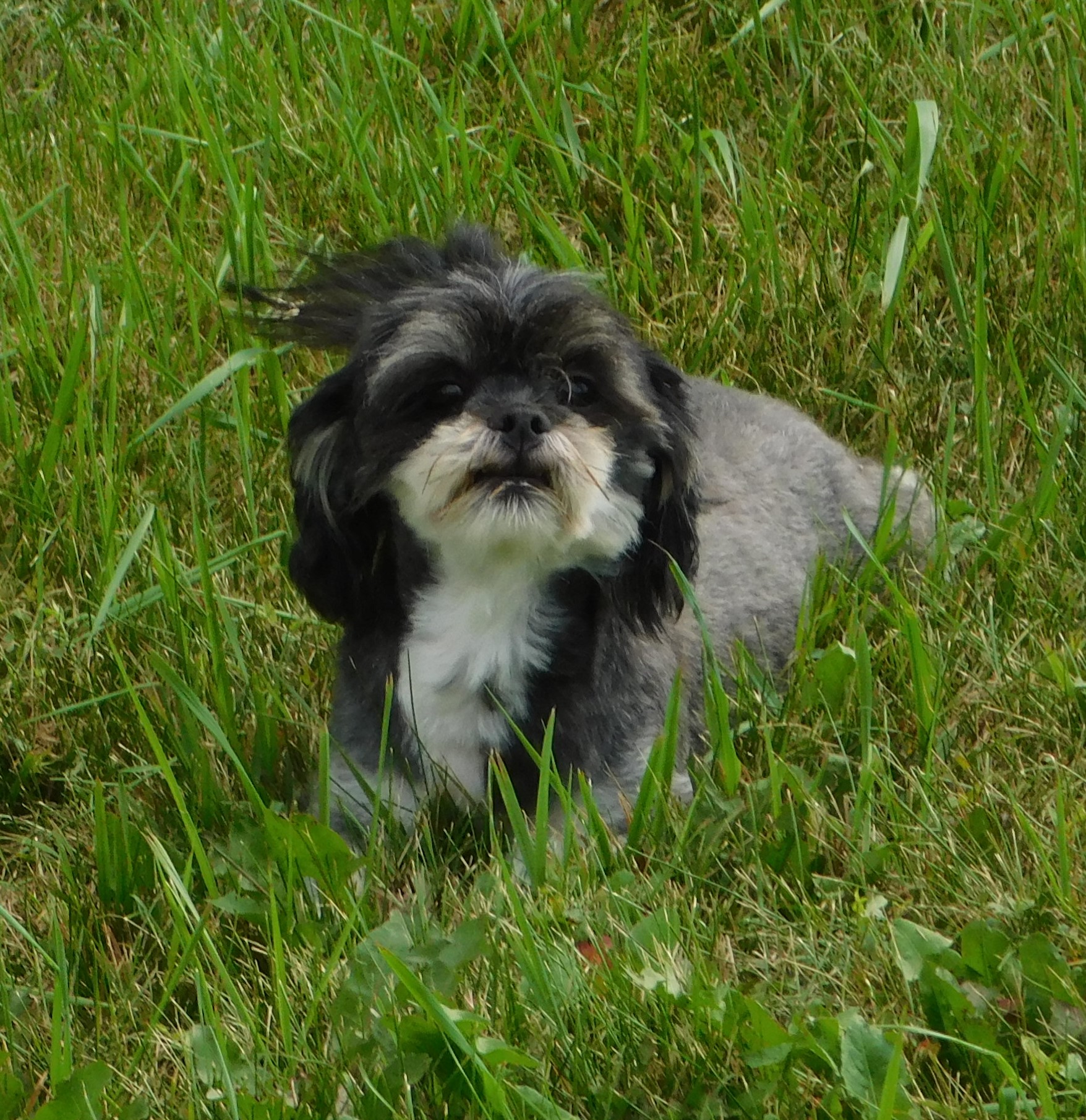 Darcy