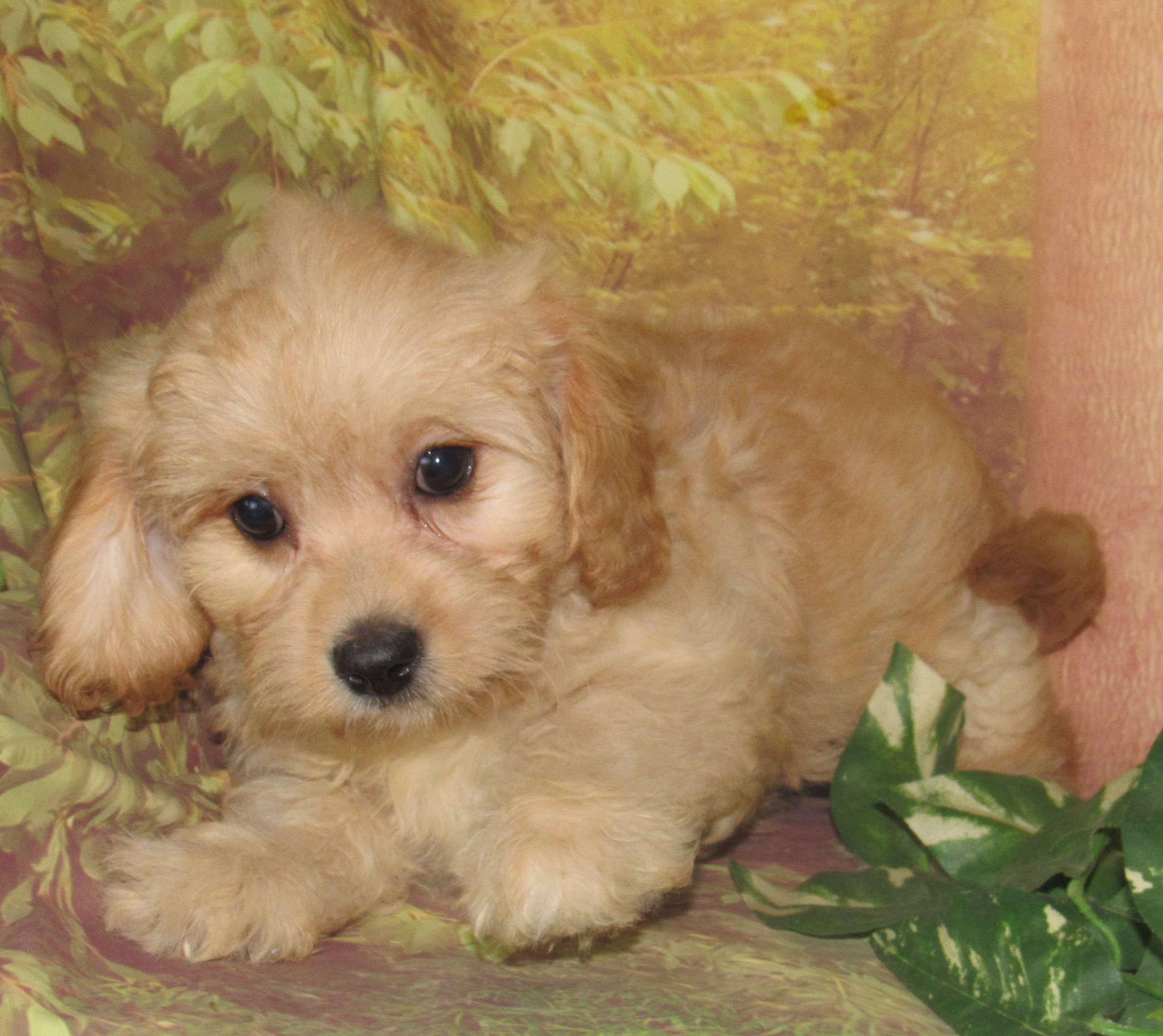 Colby