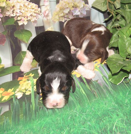 Baby boys