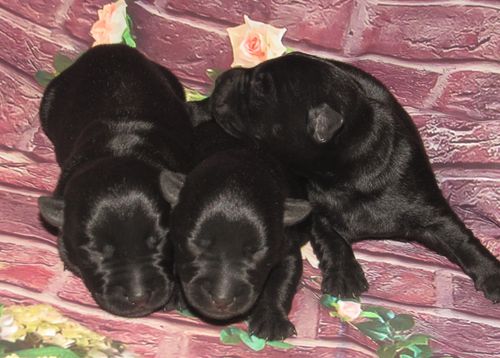 New Scottie boys