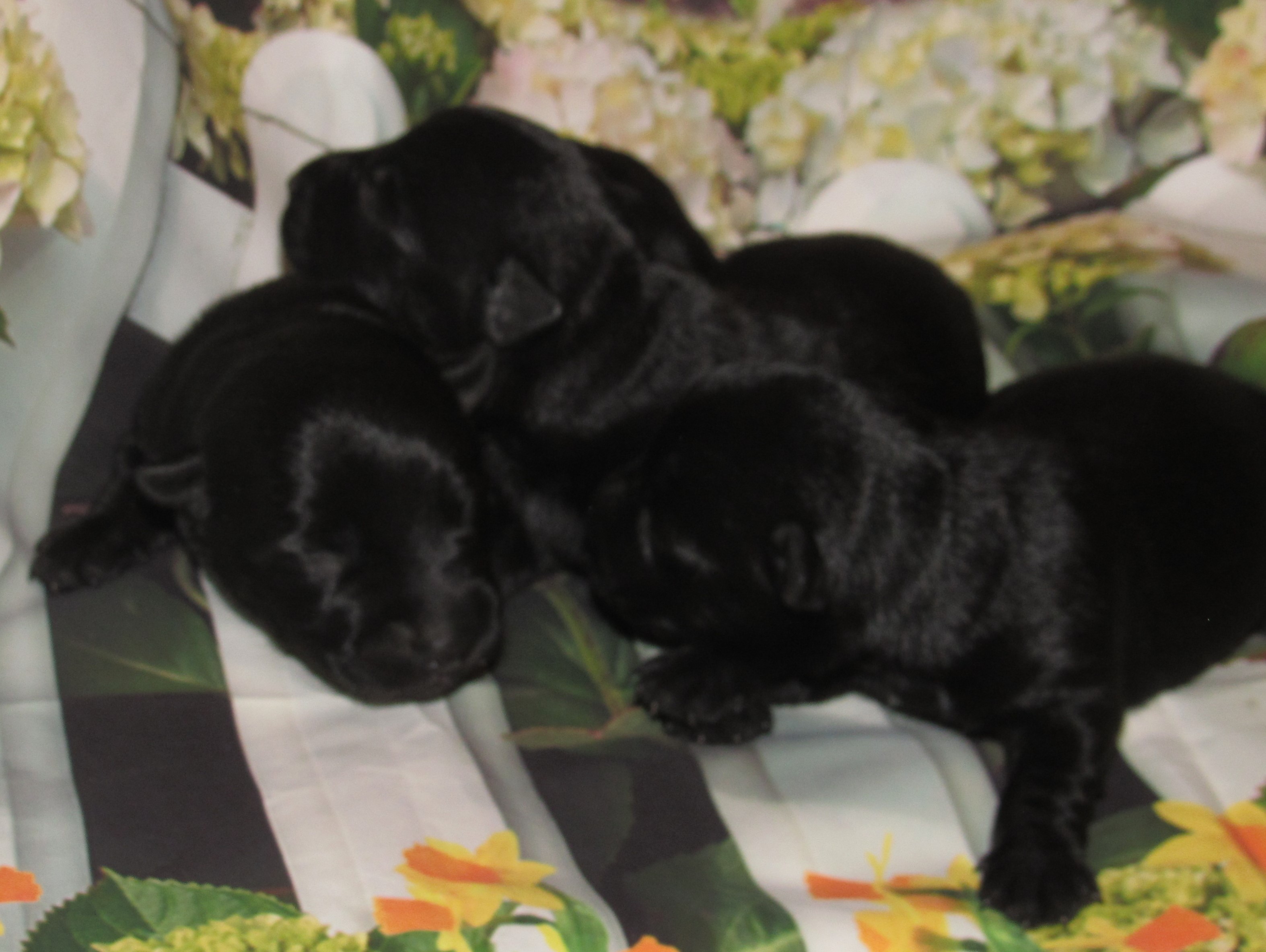 New Scottie girls