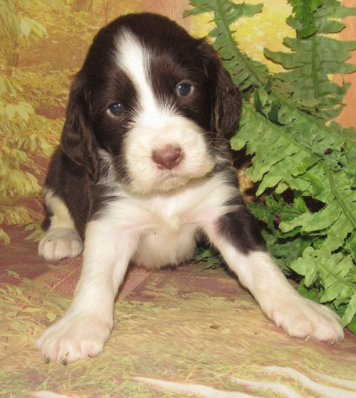 Emmett