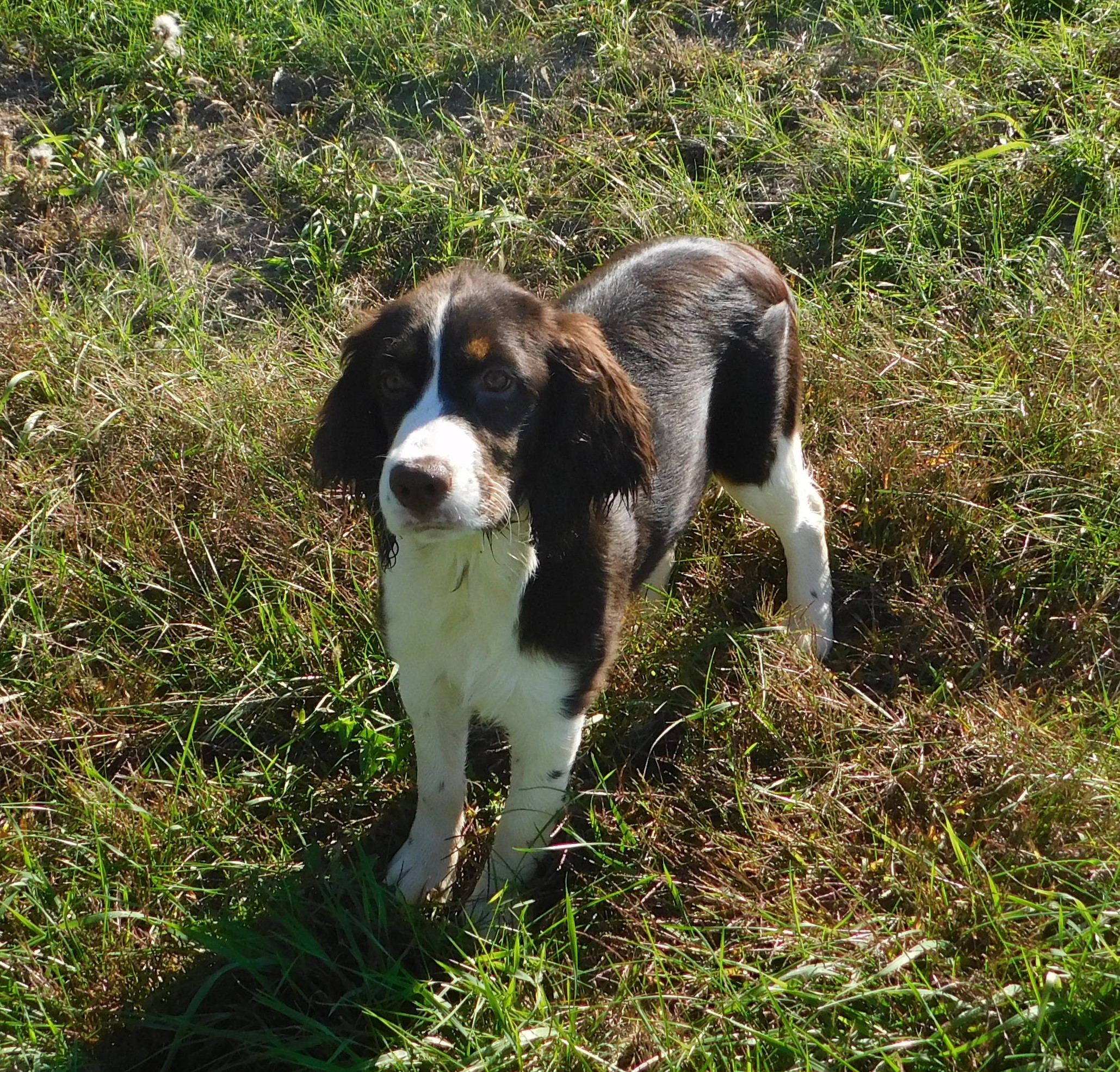 Willow