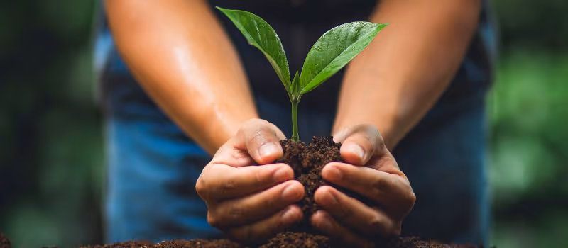 5-tree-planting-tips-for-a-successful-and-sustainable-future