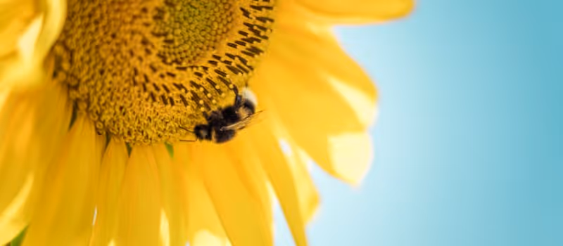 5-crucial-reasons-why-bees-matter