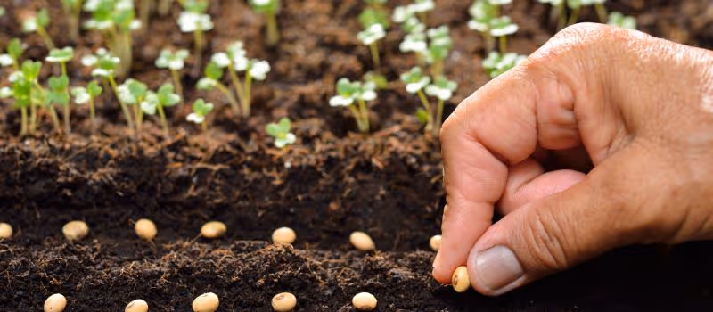 the-joy-of-planting-5-therapeutic-benefits-of-gardening-for-mind-and-body