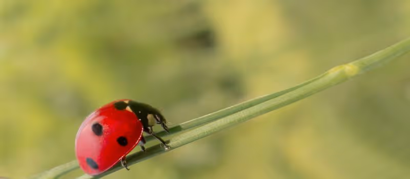 5-shocking-reasons-why-biological-diversity-is-the-key-to-human-survival