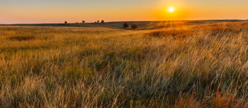 prairie-wildlife-101-5-essential-tips-for-spotting-animals-in-their-habitat