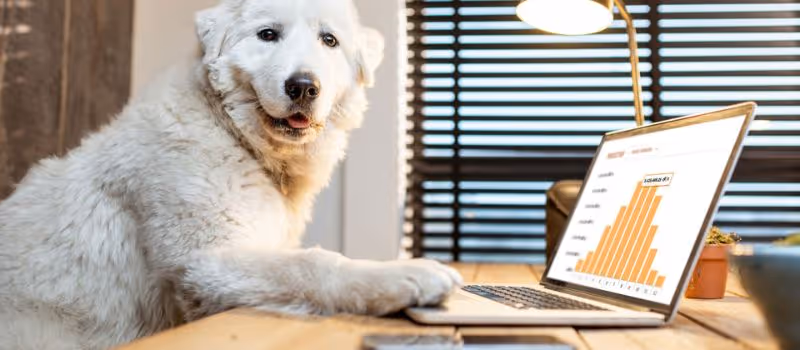 bringing-your-dog-to-the-office-5-essential-things-to-consider-for-a-stress-free-day