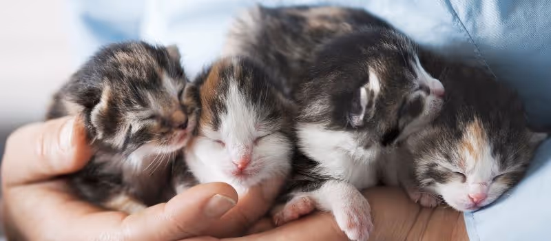5-critical-mistakes-to-avoid-when-caring-for-your-new-kitten