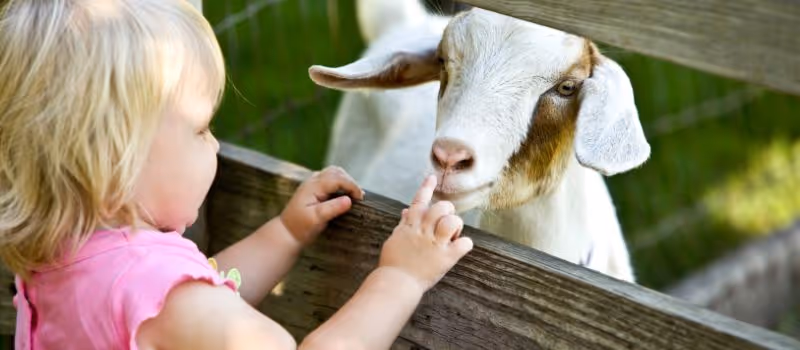 5-petting-zoo-hacks-every-parent-needs