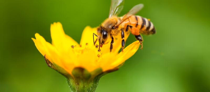5-surprising-benefits-of-urban-beekeeping-you-need-to-know