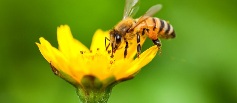 5-surprising-benefits-of-urban-beekeeping-you-need-to-know