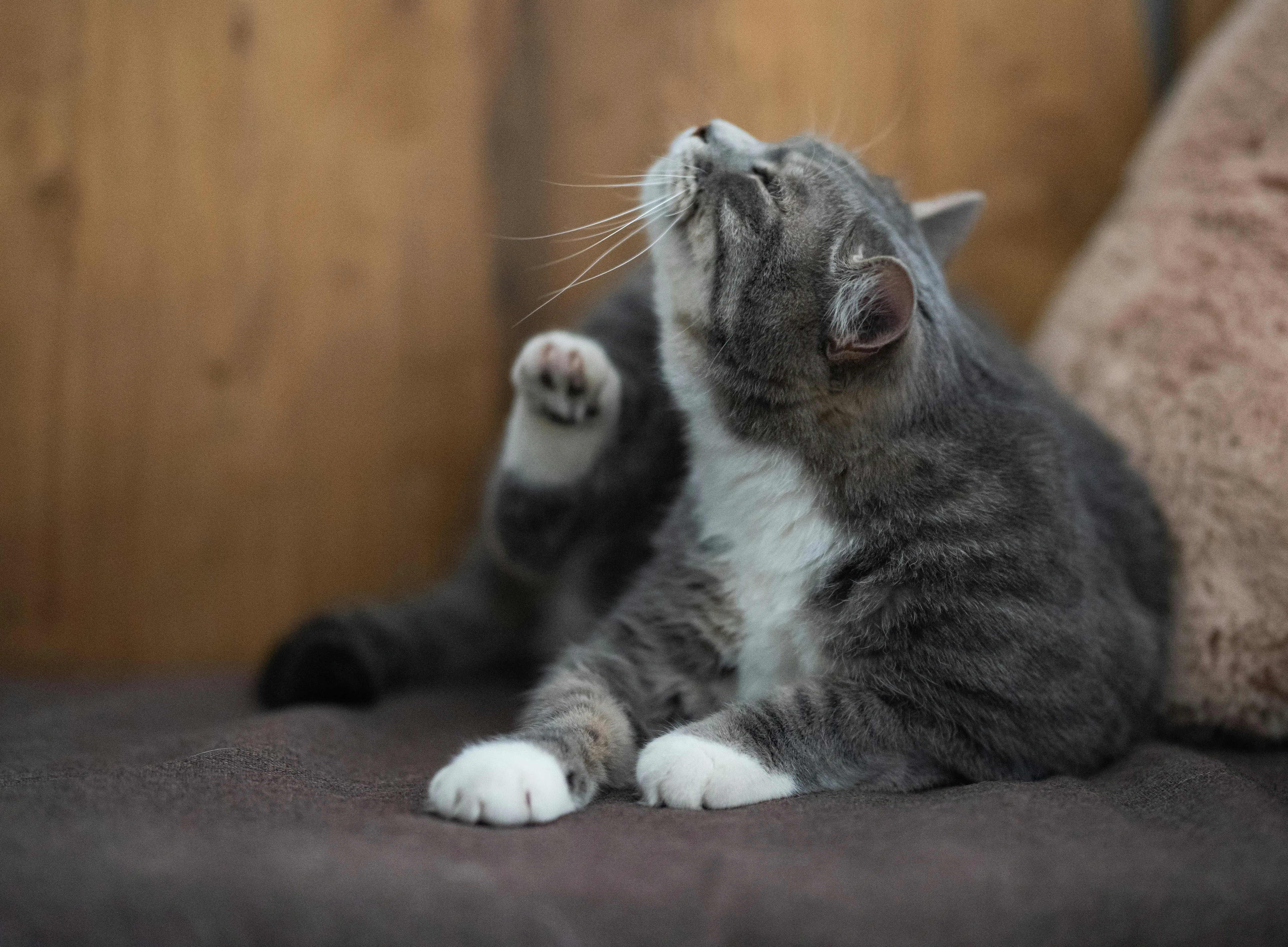 Gray tabby cat scratching its neck while sitting on a couch, illustrating how pets are often the first targets of fleas and why treating them is the first step in flea control.