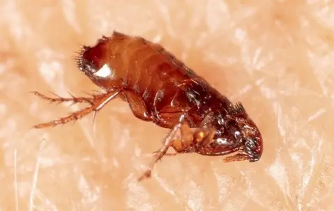 How to Clean a House Infested with Fleas