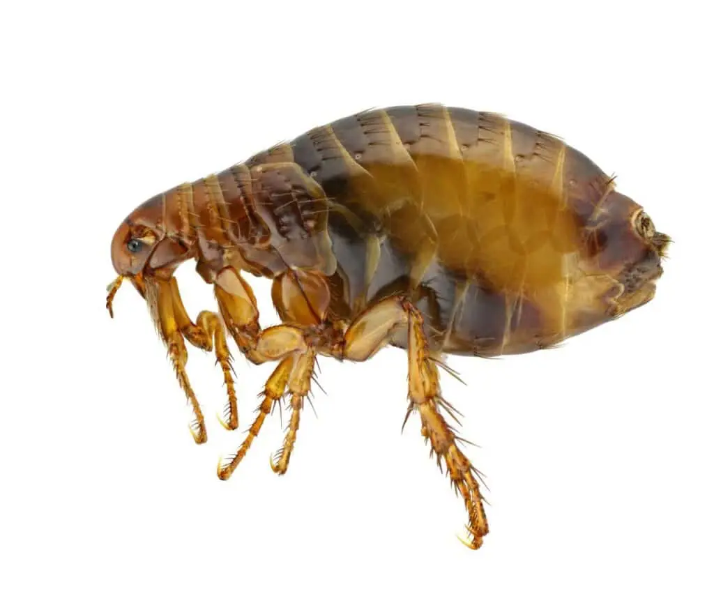 Close-up of a flea on a white background, showing the small but resilient pest that infests homes, pets, and fabrics, highlighting why targeted cleaning and treatments are essential.