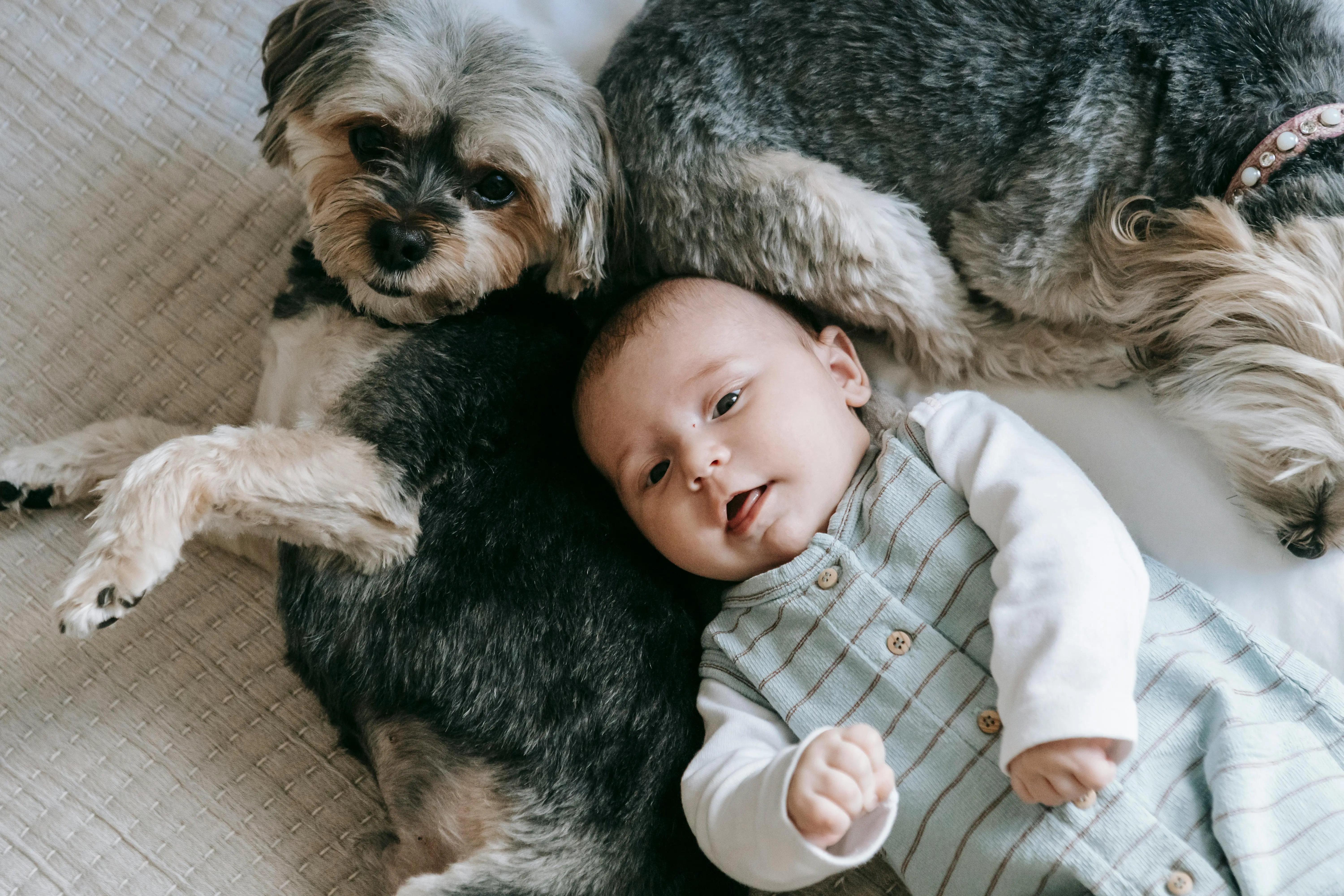 Baby lying with two small dogs at home — family-friendly cleaning tips for kids and pets in Toronto households.