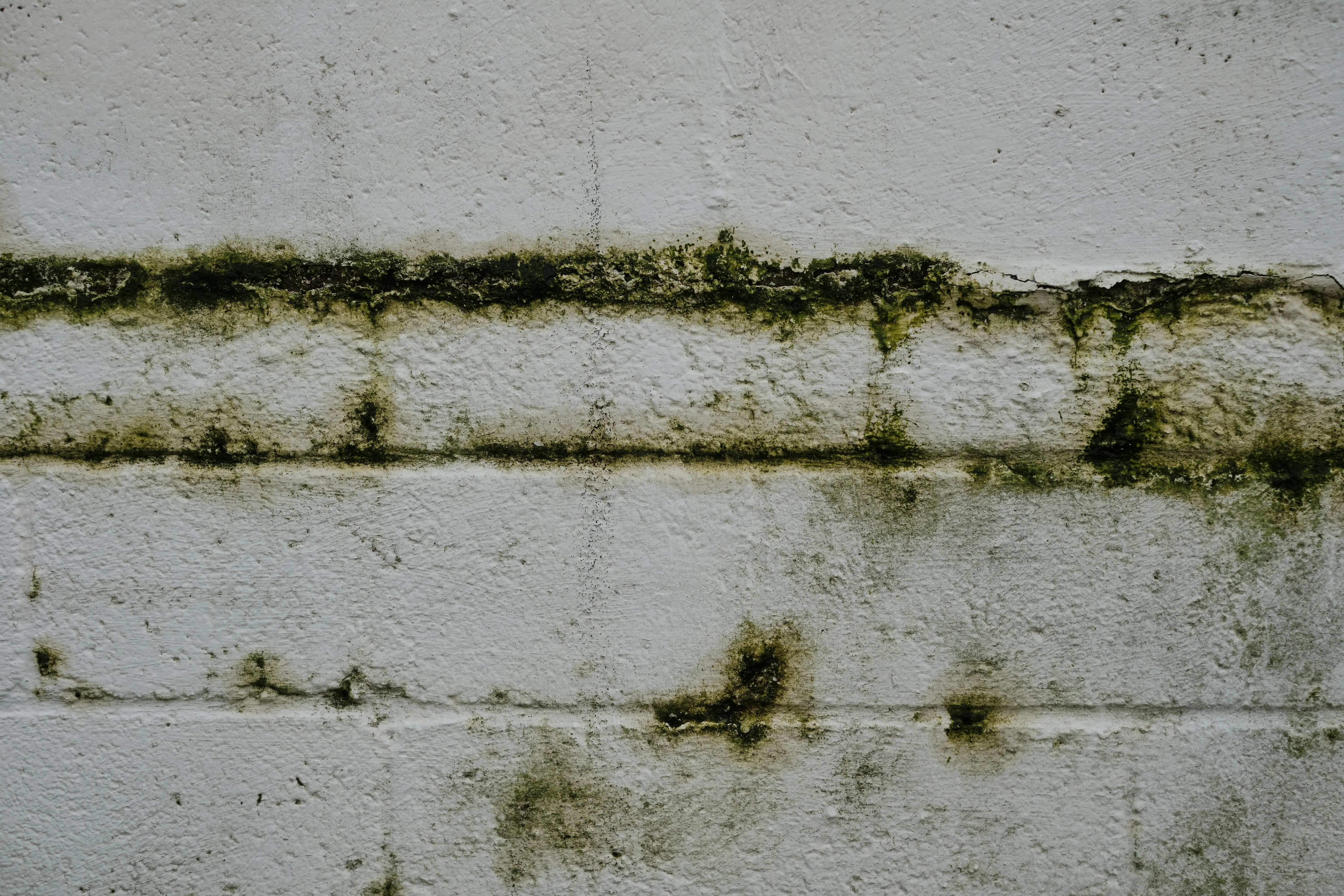 How to Clean Mold in Your Home (Safely and Effectively)