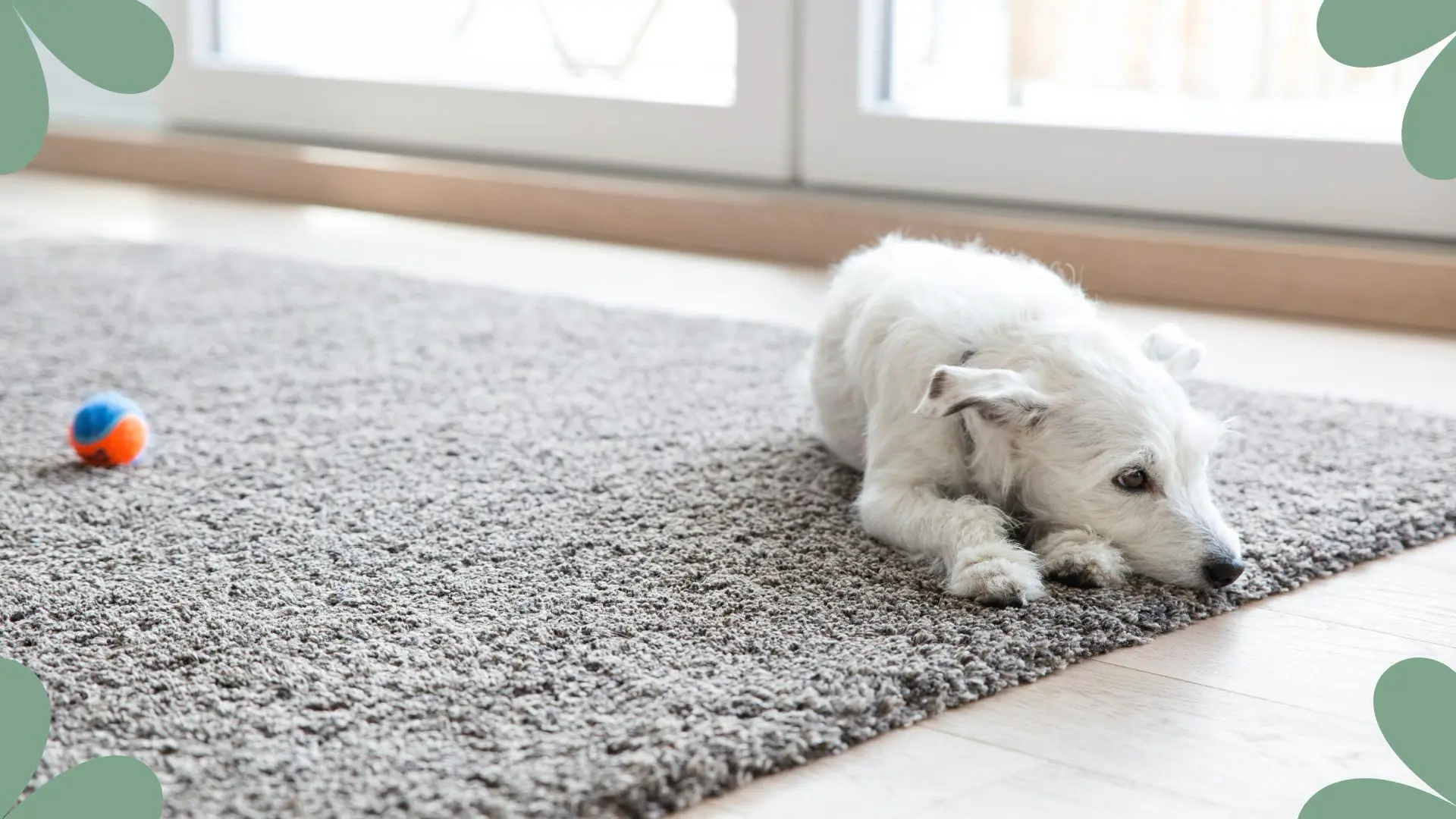  Pet dog on living room carpet – Oakville cleaning schedule for pet owners to control fur, dander, and odors.