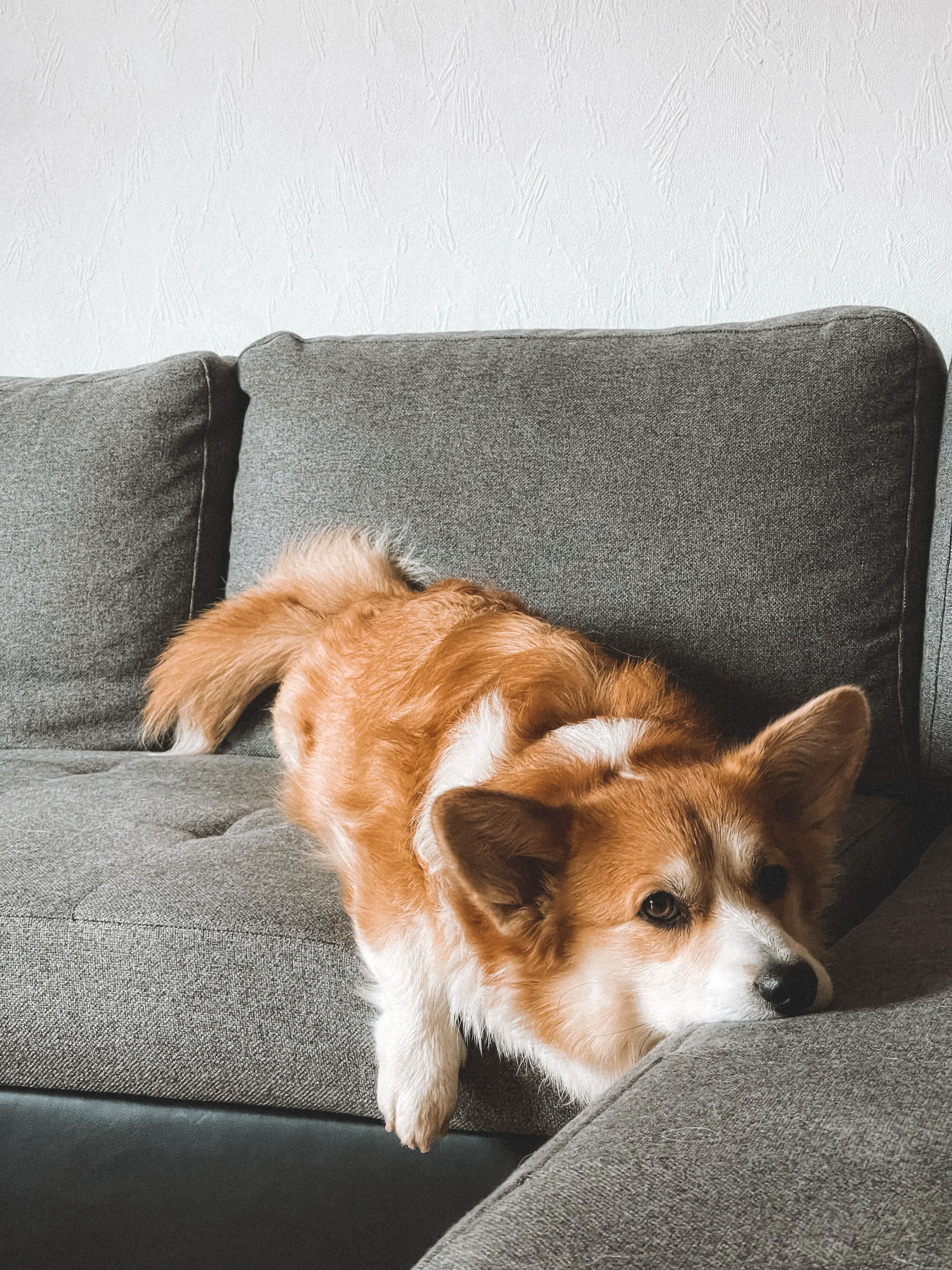 Dog resting on a couch, a common source of pet hair and odors