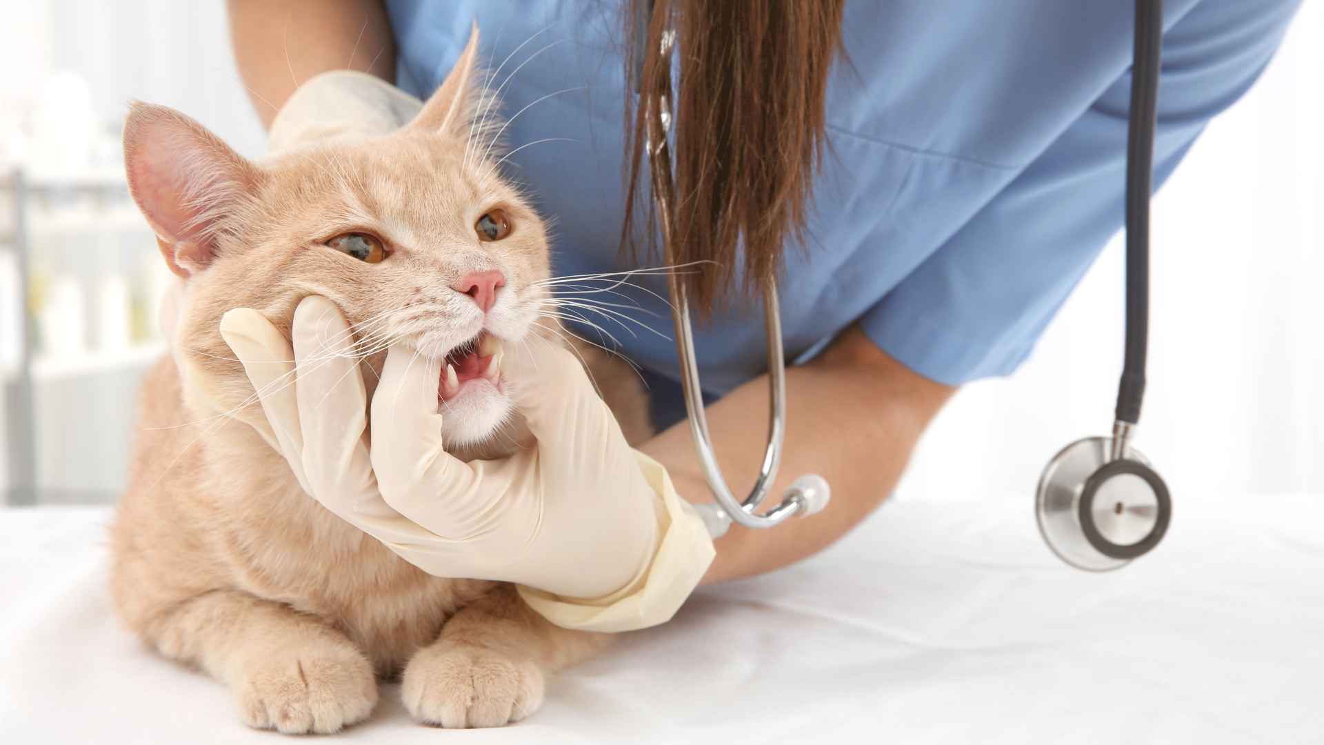 Gingivoestomatitis Gatos: Síntomas, Causas y Tratamiento