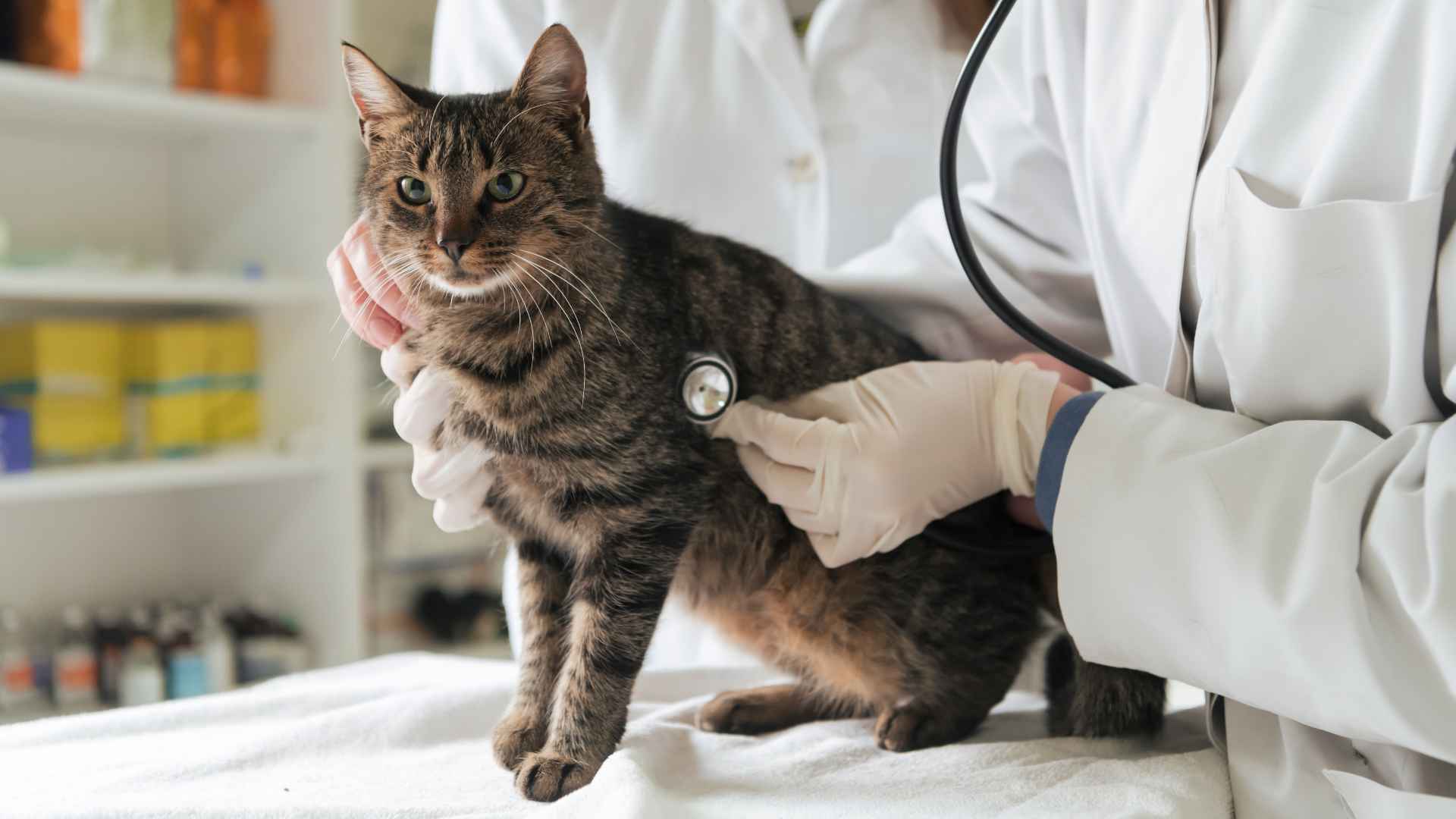 Hernia en Gatos: Causas, Síntomas, Tratamiento y Prevención