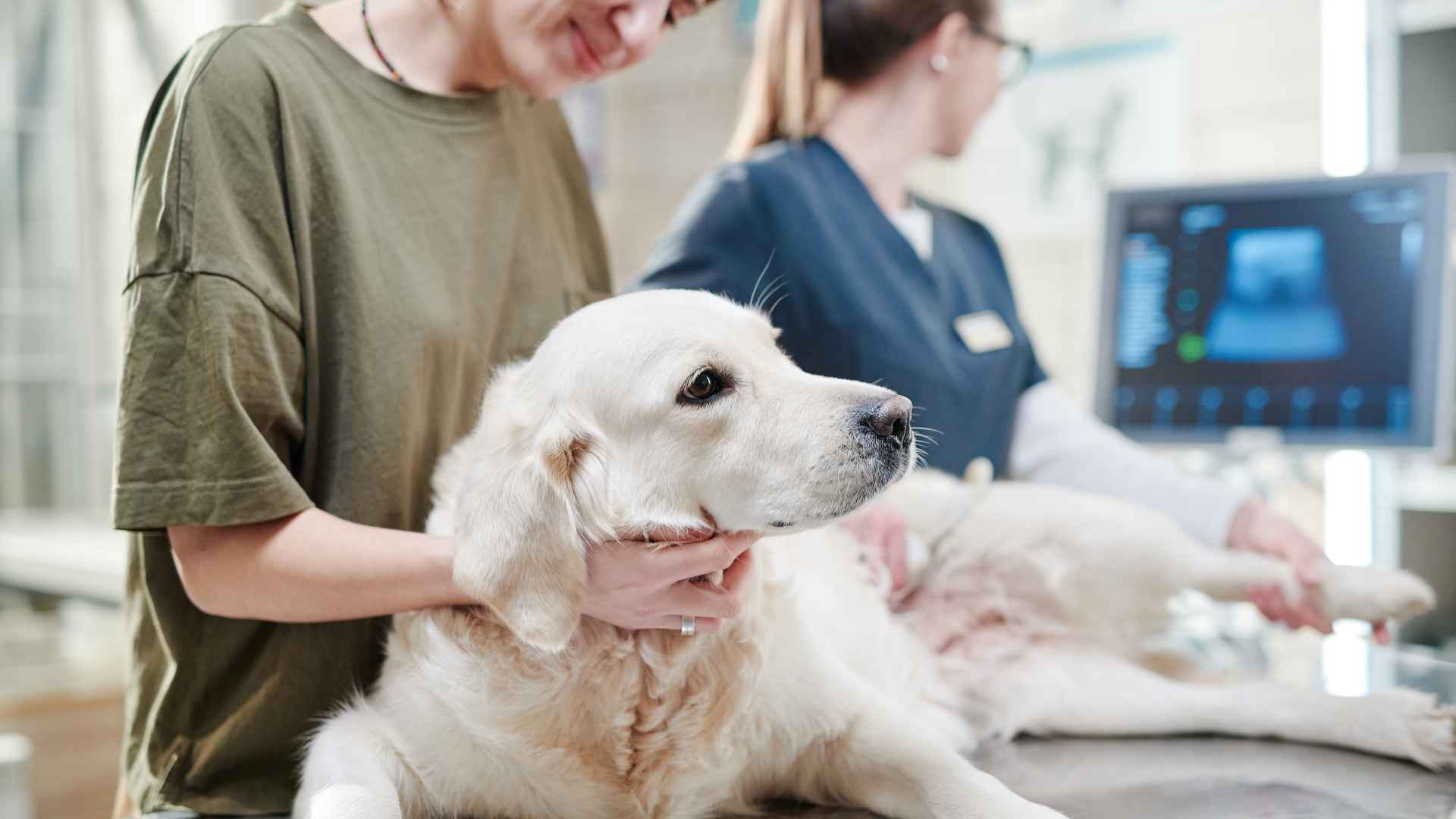 Pioderma en Perros: Todo lo qué debes saber
