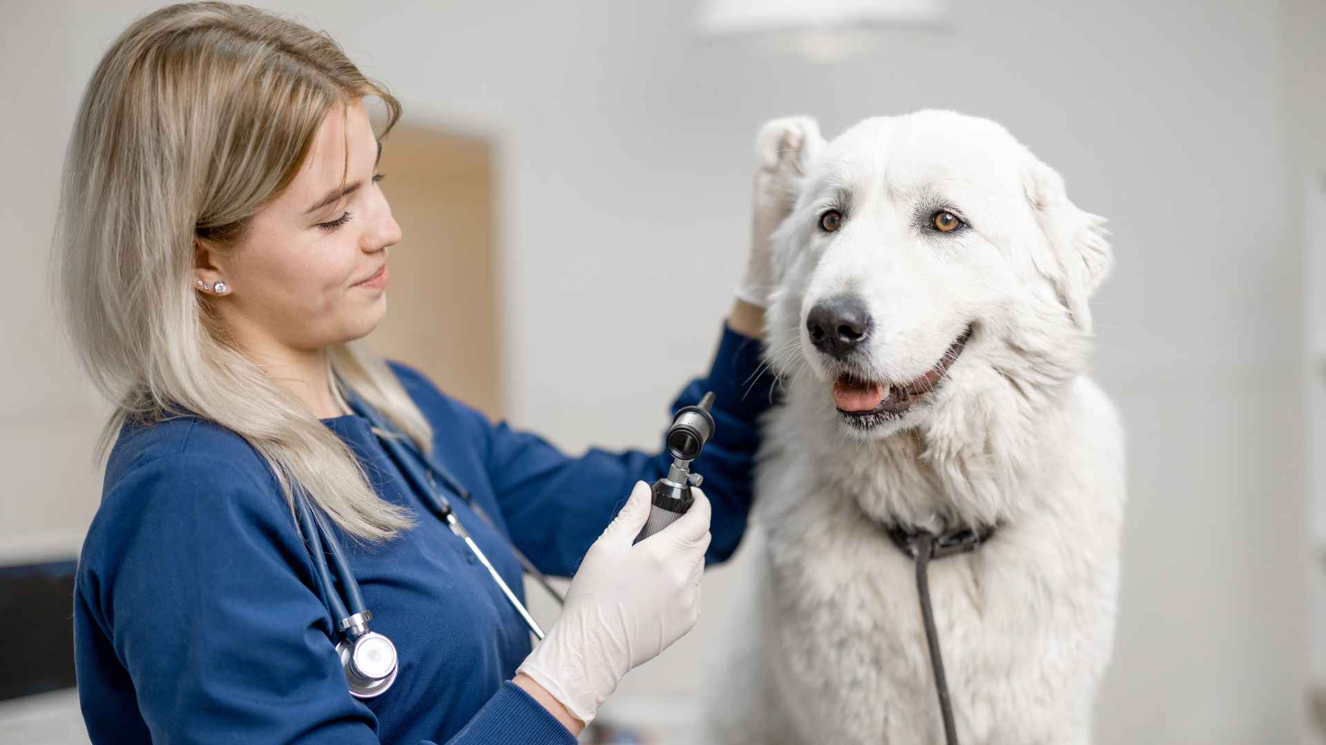 Hongos en perros: Causas, Síntomas y Tratamiento
