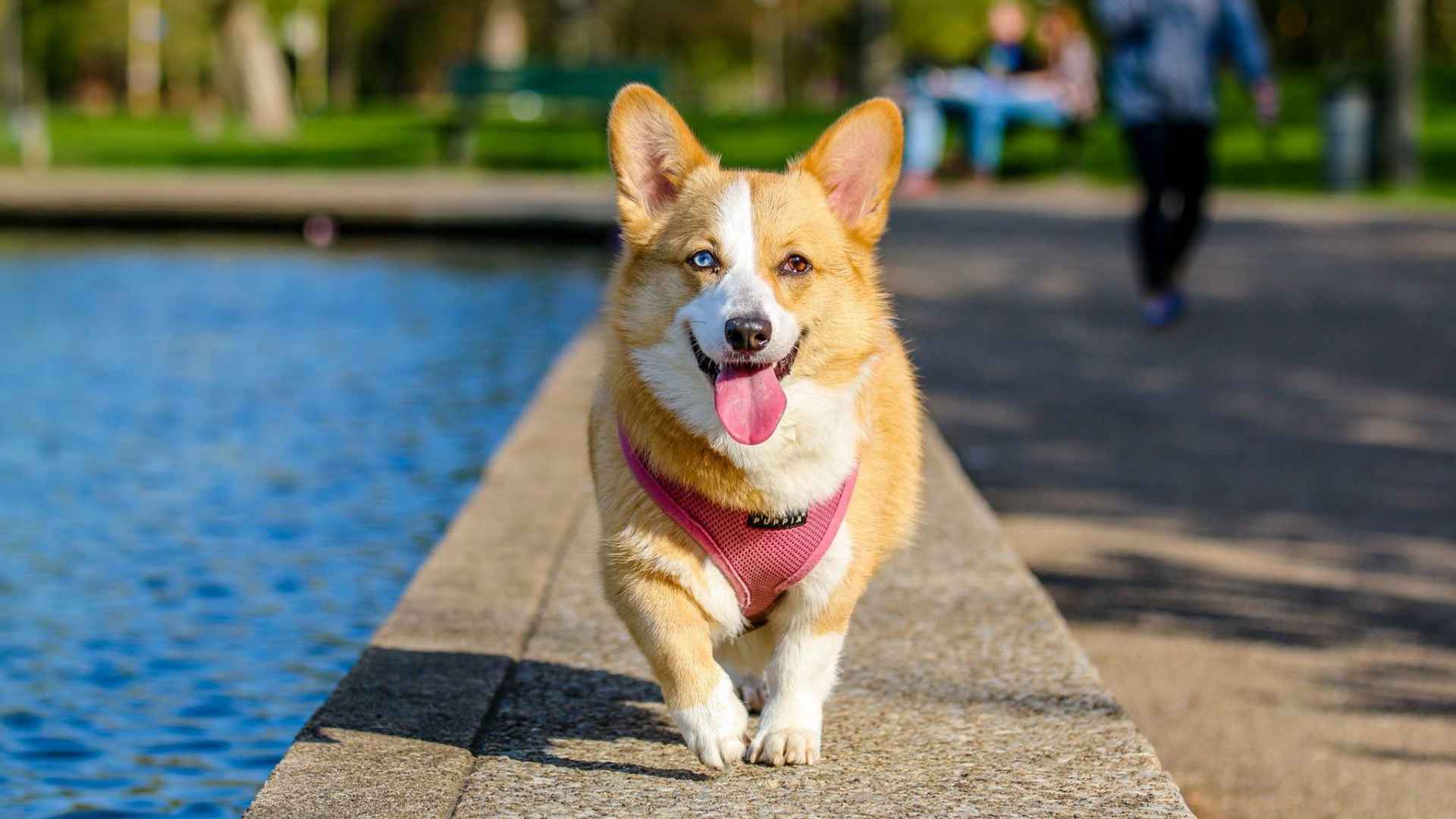 Corgi Galés de Pembroke: Todo sobre esta raza