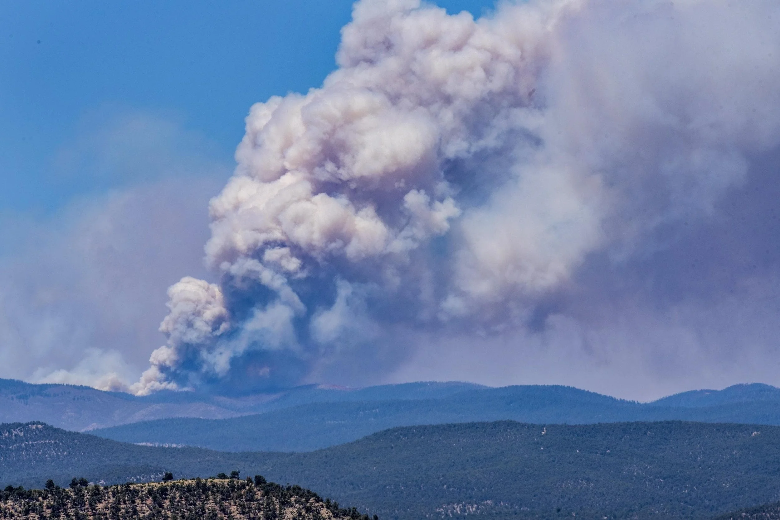 Giraffes walking at Blue Hill Ranch