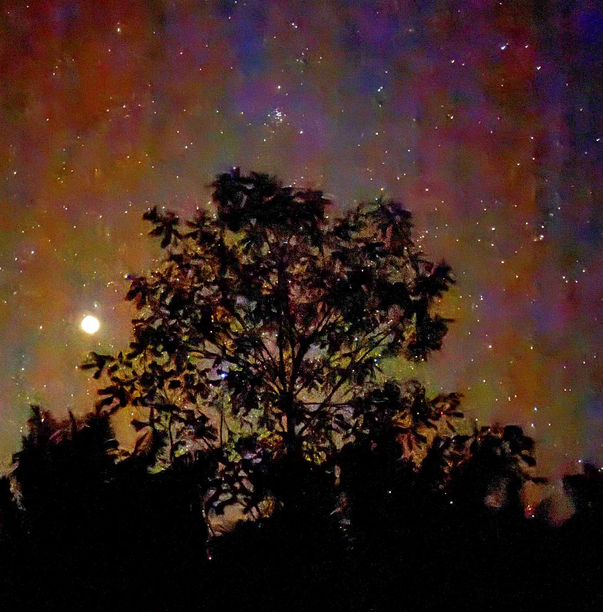 Fire beetles at night in Papua New Guinea