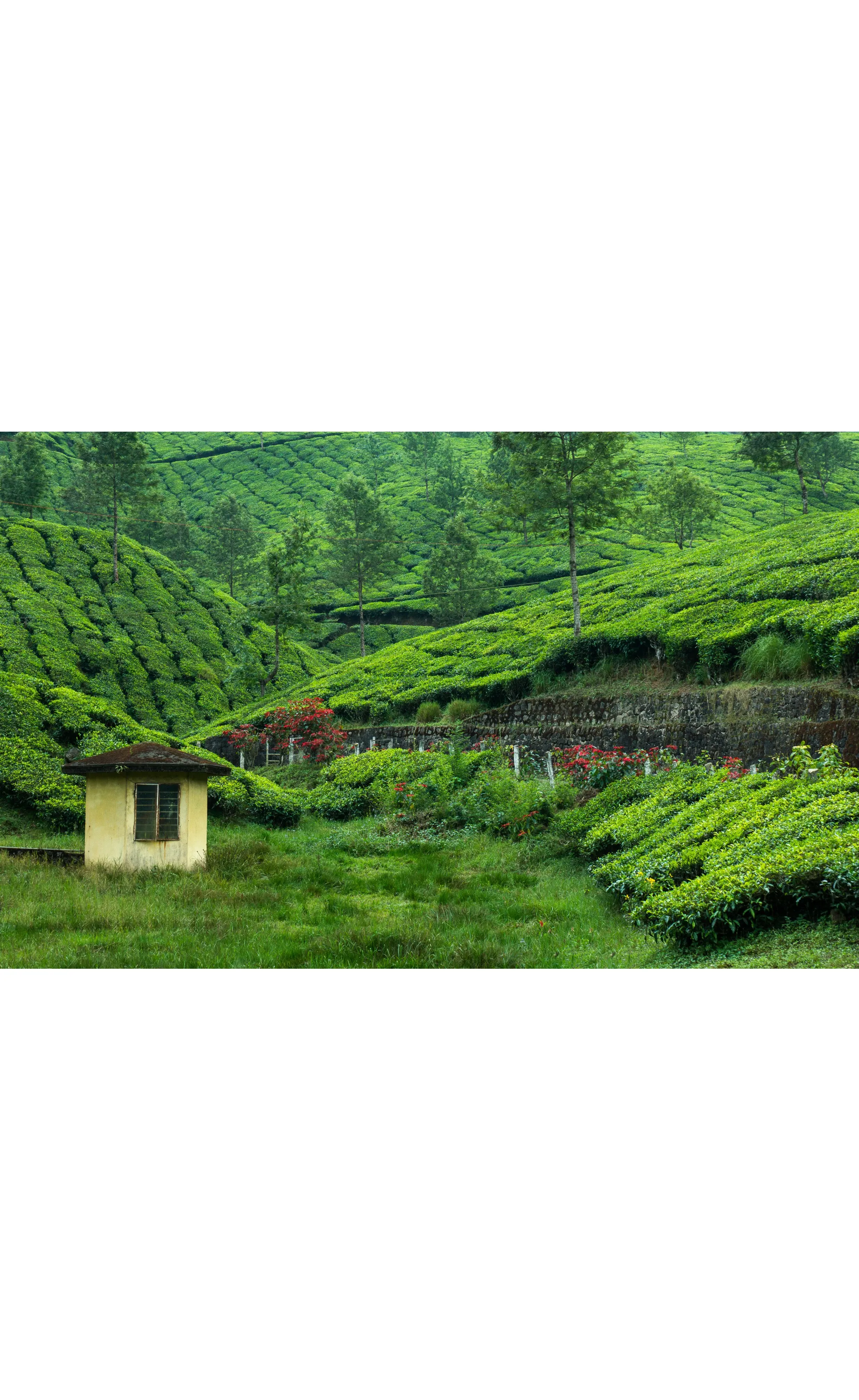 Ooty & Coorg holiday package - Ooty Coorg Tour