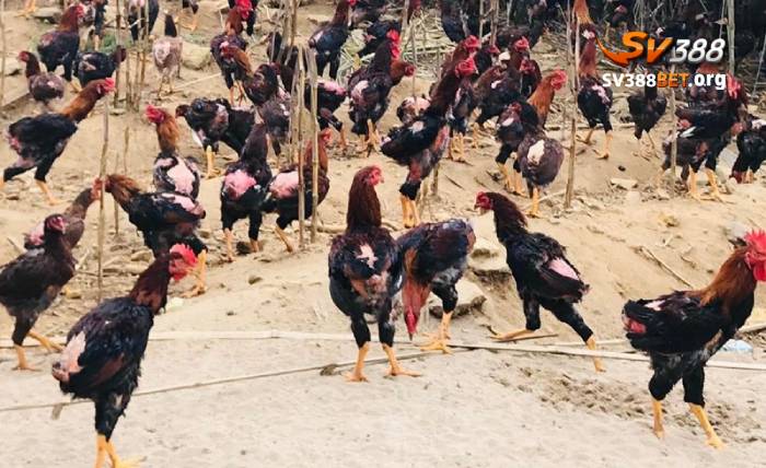 Cúm gia cầm H5N1 ở gà có những biểu hiện đặc điểm đáng chú ý