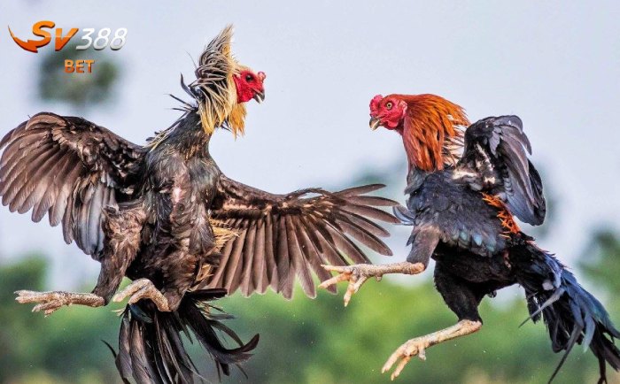 Đá ôm ấp đấm