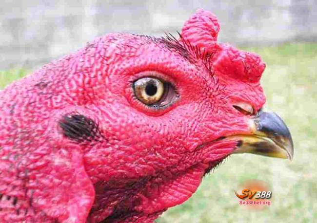 Kinh nghiệm xem mắt gà đá