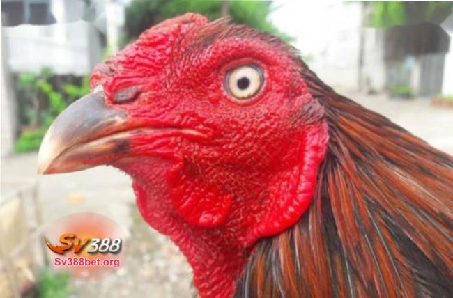 Gà đá mắt trắng mạnh