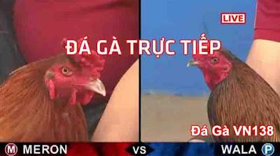 đá gà thomo