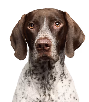 Sunny Rai, Head of Operations