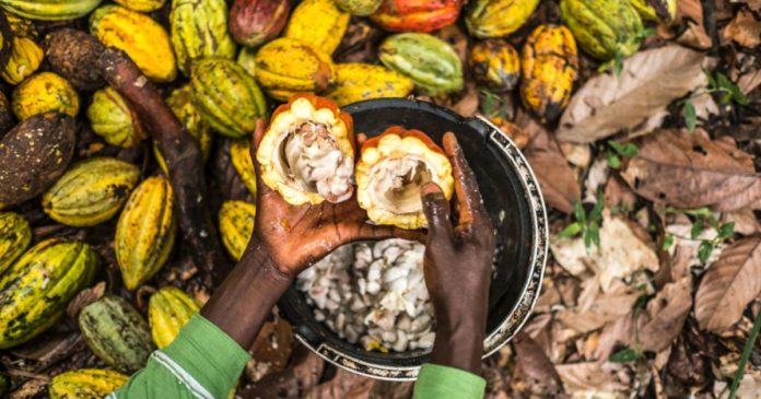 Beneath Our Feet: Restoring Ghana’s Soils for the Fourth Generation of Cocoa Plantings